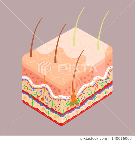 Medical diagram of the structure of the inside cross-section of the human skin. Anatomy of Vitiligo disorder, skin problem condition. Stock vector infographic concept Medical diagram of the structure of the inside cross-section of the human skin. Anatomy of Vitiligo disorder, skin problem condition. Stock vector infographic concept 140016003