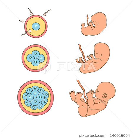 Human anatomy illustration. Pregnancy stages. Embryo development. Child in the womb. Process diagram of baby evolution. Medicine vector infographic in cartoon style. Close up view. Design concept Human anatomy illustration. Pregnancy stages. Embryo development. Child in the womb. Process diagram of baby evolution. Medicine vector infographic in cartoon style. Close up view. Design concept 140016004