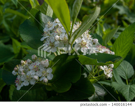 Chokeberry branch in bloom. Useful garden plant with white flowers in spring. Chokeberry branch in bloom. Useful garden plant with white flowers in spring. 140016144