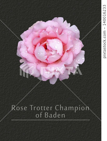 Rose Trotter Champion 140016233