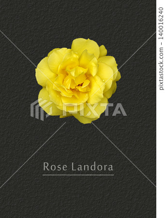 Rose Landora Rose Landora 140016240