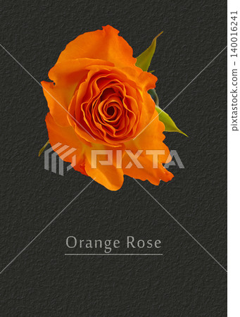 Rose orange Rose orange 140016241