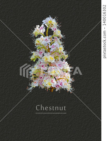 Blossom of a chestnut tree Blossom of a chestnut tree 140016302