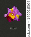 Blossom of an orchid 140016304