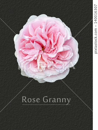 Rose Granny Rose Granny 140016307