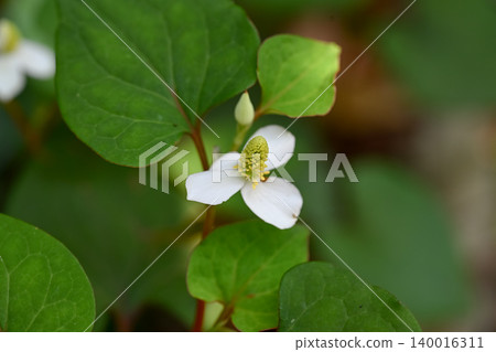 白色dokudami花 白色dokudami花 140016311