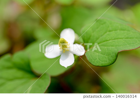 白色dokudami花 白色dokudami花 140016314