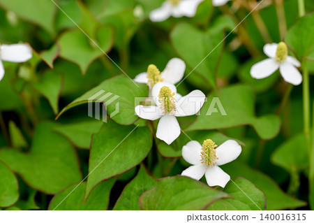 白色dokudami花 140016315