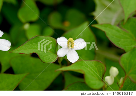 白色dokudami花 白色dokudami花 140016317