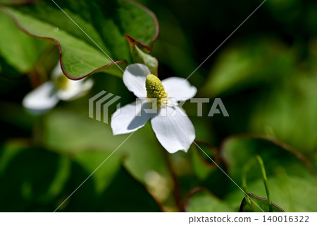 白色dokudami花 白色dokudami花 140016322