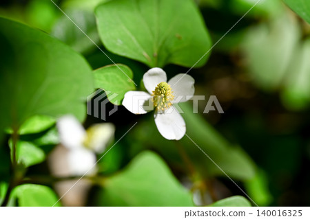 White dokudami flowers White dokudami flowers 140016325