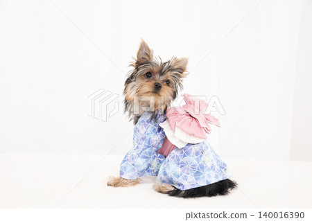 一隻約克夏梗幼犬穿著浴衣,背景是白色。 一隻約克夏梗幼犬穿著浴衣,背景是白色。 140016390