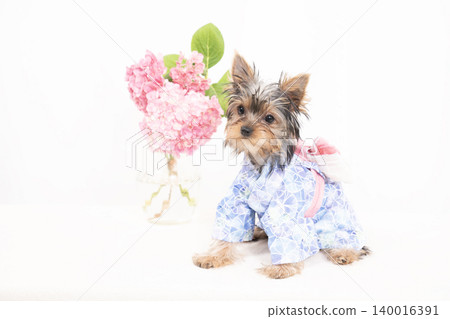 一隻約克夏梗幼犬穿著浴衣,背景是白色。 一隻約克夏梗幼犬穿著浴衣,背景是白色。 140016391