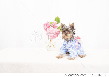 一隻約克夏梗幼犬穿著浴衣,背景是白色。 一隻約克夏梗幼犬穿著浴衣,背景是白色。 140016392