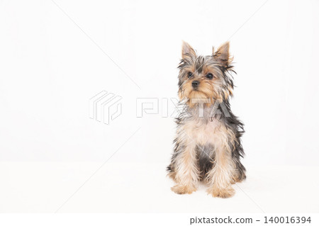 白色背景，約克夏梗幼犬 140016394