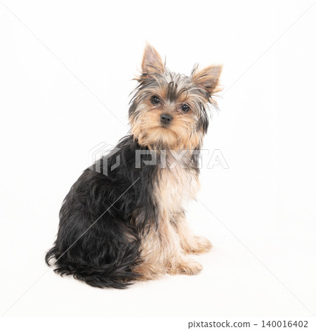 A Yorkshire Terrier puppy in a bed against a white background. 140016402