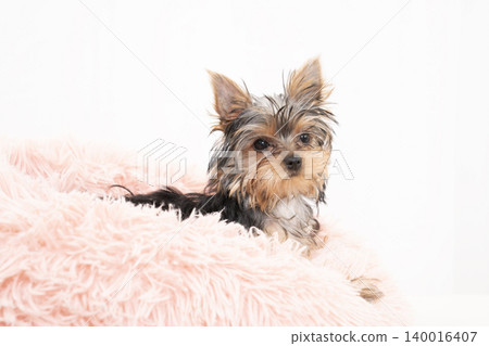 一隻約克夏梗幼犬躺在白色背景上的床上。 140016407