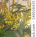 Vibrant close-up of golden mimosa flowers showcasing bright yellow blooms and delicate foliage. Perfect for floral arrangements, cards, and seasonal designs, adding warmth and cheer. 140016435