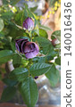 A close-up of a wilted purple rose bud, its delicate petals fading. Surrounded by green leaves, this image captures themes of beauty, time, and change, perfect for creative projects. 140016436