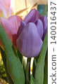 A stunning close-up of vibrant purple and delicate pink tulips in full bloom, capturing the essence of spring. Perfect for greeting cards, invitations, or enhancing natural beauty in any project. 140016437