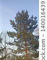 A tall pine tree stands against a clear blue sky, showcasing nature s beauty. Perfect for nature-themed projects, outdoor ads, or serene backgrounds. Ideal for commercial use. 140016439