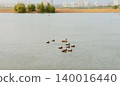 Ducks swimming peacefully on a calm lake with a city skyline in the background. A serene scene that captures the harmony between nature and urban life on a rainy day. 140016440