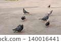 A group of pigeons gathers on a city sidewalk, showcasing urban wildlife. This image illustrates the adaptability of birds in urban areas, highlighting their coexistence with humans. 140016441
