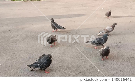 A group of pigeons gathers on a city sidewalk, showcasing urban wildlife. This image illustrates the adaptability of birds in urban areas, highlighting their coexistence with humans. A group of pigeons gathers on a city sidewalk, showcasing urban wildlife. This image illustrates the adaptability of birds in urban areas, highlighting their coexistence with humans. 140016441