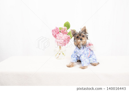 一隻約克夏梗幼犬穿著浴衣，背景是白色。 140016443