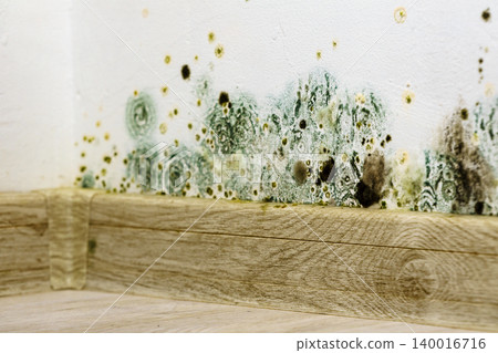 Mould and fungus growth on wall 140016716