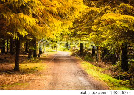 Beautiful gold green autumnal forest Beautiful gold green autumnal forest 140016754