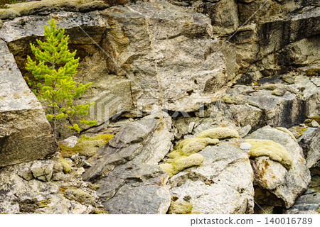 Green tree on stone rock Green tree on stone rock 140016789