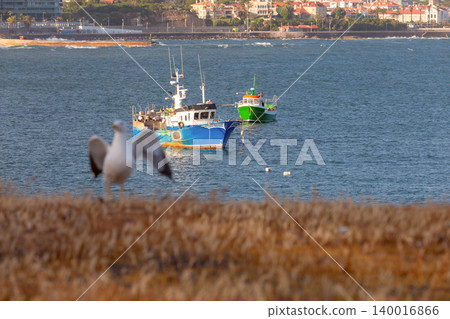 Fishing boats anchored near Cascais coastline with seagull in foreground 140016866