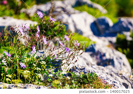 Purple flowers growing on rock cliff. Nature in Verdon Gorge in France. Purple flowers growing on rock cliff. Nature in Verdon Gorge in France. 140017025