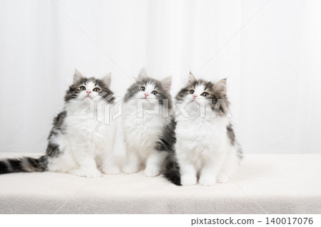 White background with three Norwegian Forest Cat kittens 140017076
