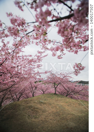 Hills dyed pink Hills dyed pink 140017507