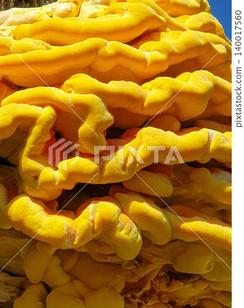 Yellow Shelf Mushroom Texture Close Up Against Blue Sky Yellow Shelf Mushroom Texture Close Up Against Blue Sky 140017560
