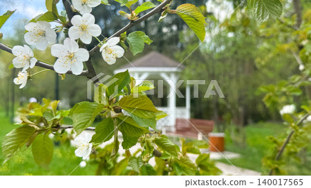 City Park Background with Spring Park Gazebo with Tree Branches and Blossoms 140017565
