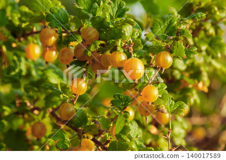 Close-up of ripe yellow gooseberry. Close-up of ripe yellow gooseberry. 140017589