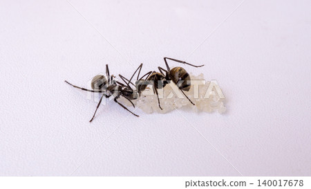 Group of black ants carrying sugar food close up macro shot, teamwork concept of ants working together isolated on white background Group of black ants carrying sugar food close up macro shot, teamwork concept of ants working together isolated on white background 140017678