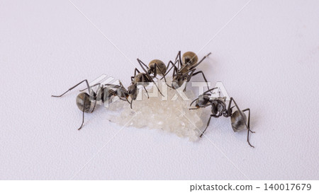 Group of black ants carrying sugar food close up macro shot, teamwork concept of ants working together isolated on white background 140017679