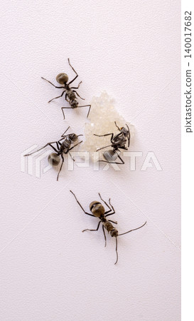 Group of black ants carrying sugar food close up macro shot, teamwork concept of ants working together isolated on white background Group of black ants carrying sugar food close up macro shot, teamwork concept of ants working together isolated on white background 140017682