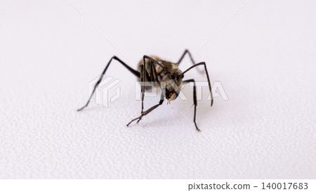 Group of black ants carrying sugar food close up macro shot, teamwork concept of ants working together isolated on white background 140017683