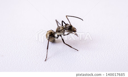 Group of black ants carrying sugar food close up macro shot, teamwork concept of ants working together isolated on white background 140017685