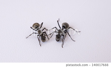 Group of black ants carrying sugar food close up macro shot, teamwork concept of ants working together isolated on white background Group of black ants carrying sugar food close up macro shot, teamwork concept of ants working together isolated on white background 140017688