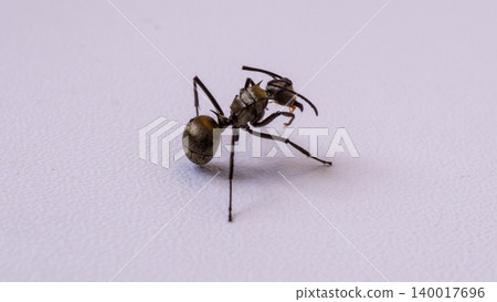 Group of black ants carrying sugar food close up macro shot, teamwork concept of ants working together isolated on white background 140017696