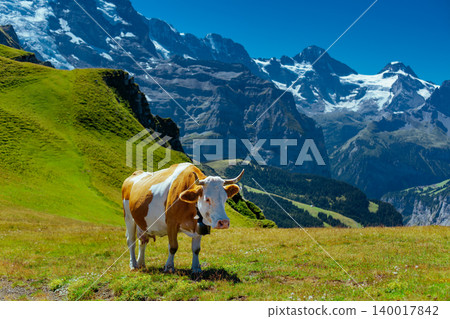 Cow on high mountain meadow in Swiss Alps Cow on high mountain meadow in Swiss Alps 140017842