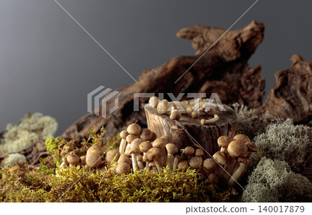 Fresh shimeji mushrooms in forest. 140017879