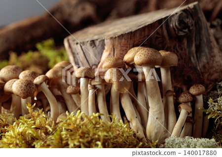 Fresh shimeji mushrooms in forest. 140017880