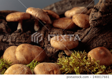 Fresh shiitake mushrooms in forest. 140017881